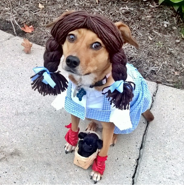 20 Pawsome Halloween Dog Costumes My Pit Bull Friend